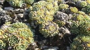 Saxifraga paniculata  @ Fiori e piante della montagna bellunese 24.06.2015