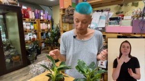 Филодендрон Биркин { СУРДОПЕРЕВОД } пестрый и редкий филодендрон | Модное комнатное растение