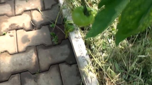 СРОЧНО ПОДКОРМИТЕ ТАК СВОИ ТОМАТЫ! САМАЯ ВАЖНАЯ ПОДКОРМКА ТОМАТОВ