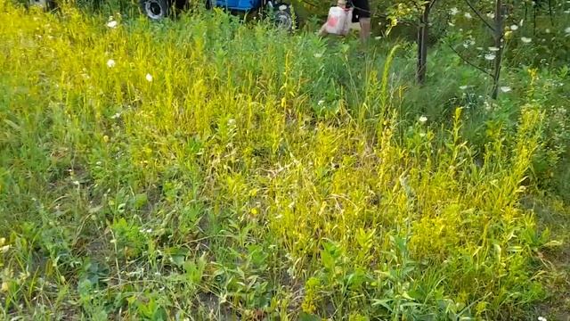 Муравей водовоз! смотреть онлайн