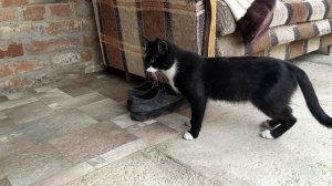 Маленькая мышка обманула кота