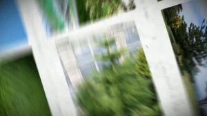 Араукария разнолистная (Araucaria heterophylla)