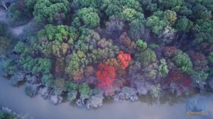 Разноцветные деревья осени.