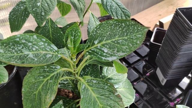 Подготовка Крупнолистной Гортензии к зимовке .С чего начать? Выращивание Гортензии в кашпо. смотреть онлайн