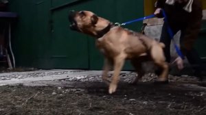 Самые Опасные Собаки в Мире, с Которыми Лучше не Связываться