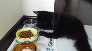 Мейн куны вопреки всему едят лапками