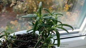 Как вырастить Розмарин из веточек дома (часть 2)