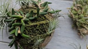 Тилландсии малышки. Самые миниатюрные тилландсии в коллекции.