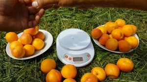 Абрикос Крымский Амур