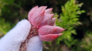 Echeveria Pink Shop