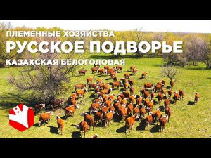 Племенное хозяйство | Казахская белоголовая корова | Мясное животноводство