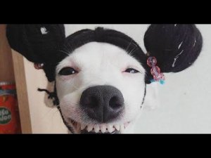 Смешные видео о животных ?