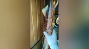 Астраханский осетр горячего копчения