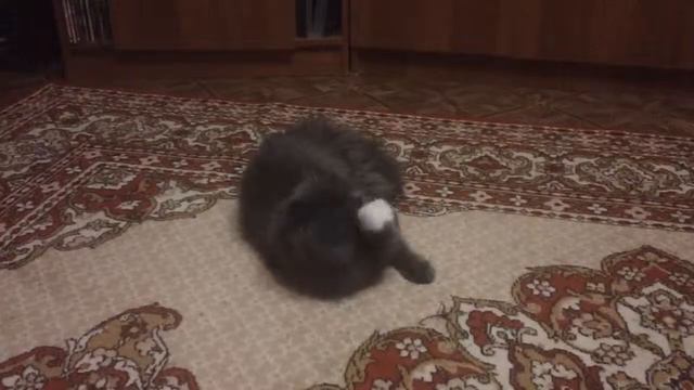 FunFuzziy VS кроличий хвостик смотреть онлайн