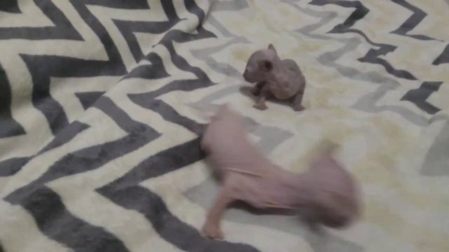 Самые прикольные животные каких только видел . смотреть онлайн