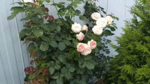 Розы Пьер де Ронсар и Эрик Тамберли отзыв.