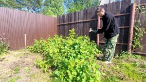 Кусты черной и красной смородины, а также крыжовника разрослись. Что делать и как их спасти?