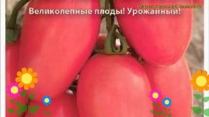 Томат Новичок розовый. Краткий обзор, описание характеристик, где купить семена solánum lycopérsicu