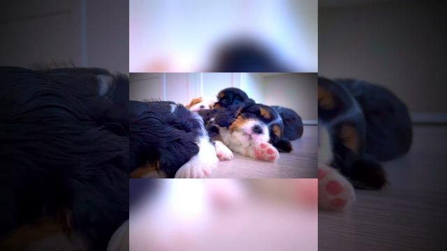 Кавалер Кинг Чарльз спаниель смотреть онлайн