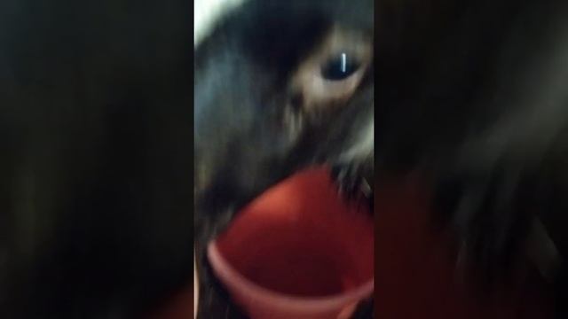 Романовские овцы в нашем хозяйстве смотреть онлайн