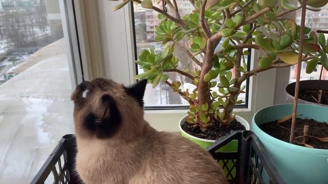 ОБЯЗАТЕЛЬНО ПОСМОТРИТЕ ЭТО ВИДЕО - в нём есть кое-что НЕОБЫКНОВЕННОЕ!!! смотреть онлайн