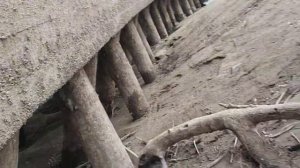 деревянные сваи#Shorts