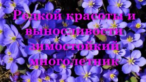 Редкой красоты и выносливости зимостойкий многолетник