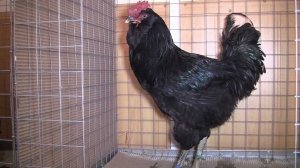 Чёрные бородатые. Молодые петухи и куры