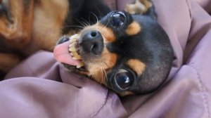 Любимые занятия Русского Той Терьера.