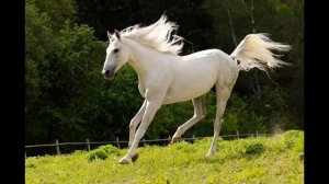 Песня "Казачья жена"  муз.Наталья Иванова сл. Наталья Иванова