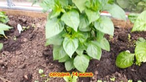 Перец чили на даче. Отчет про тепличные перцы. Каролина Рипер и Тринидад Скорпиона Моруга огромны!