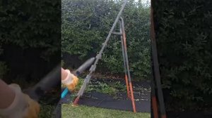 Бирючина.Стрижка живой изгороди.#ландшафтныйдизайн #бирючина