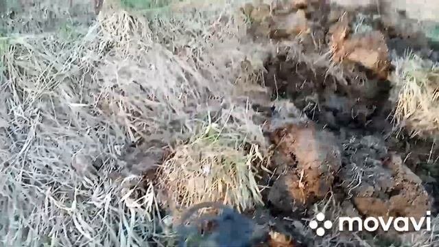 Нашли сброс, тракторных запчастей. Их закопали в поле! металлокоп удался!