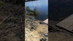 Пруд калдусы пензенской области.