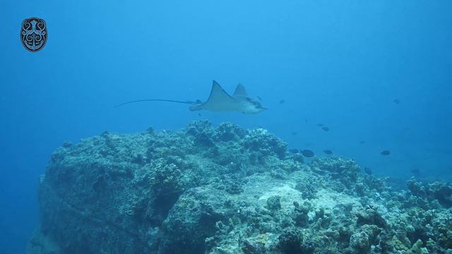 Diving with eagle rays - Mauritius