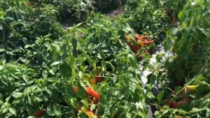 1 сентября 2021 г. Горький перец Хотстар.