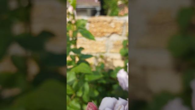 Роза Новалис смотреть онлайн