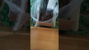 как вырастить шампиньоны дома ?