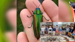 Мы не заметили жука