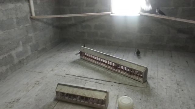 образцово- показательные голубятни смотреть онлайн