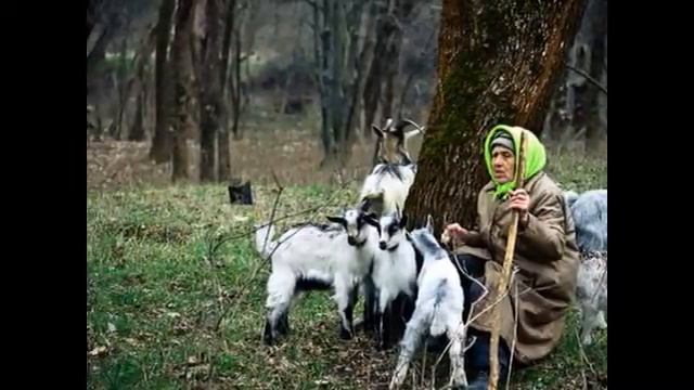 Серенький козлик смотреть онлайн