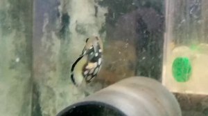 Спинорог крупнопятнистый