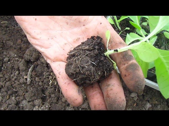 ТАБАК. ВЫСАДКА В ОТКРЫТЫЙ ГРУНТ. УХОД. смотреть онлайн