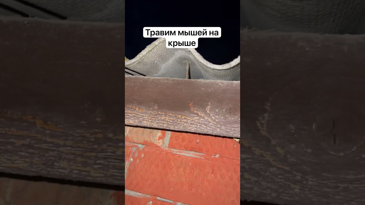 Отрава. Как прогнать мышей с крыши не гуманно? Тестируем Гремучую Смесь. #ейск #отрава  #жизньнаюге