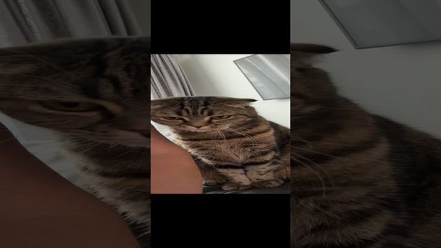 ЧЕССИ🐯ПРИСЕЛИ  НА ДОРОЖКУ 🧩