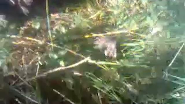 ПОДОСИНОВИКИ,КОТОРЫЕ РАСТУТ ЧУТЬ ЛИ НЕ У ПОРОГА смотреть онлайн