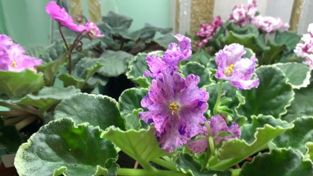 Фиалки как новые )) что с фиалками ! что категорически нельзя делать ! Детки все прижились !! смотреть онлайн