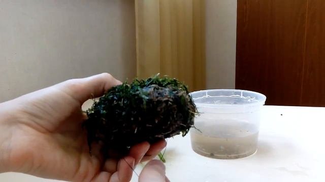 Как сделать ВАБИКУСУ из мха  и лобелии каардиналис