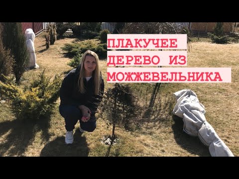 ФОРМИРУЮ ПЛАКУЧЕЕ ХВОЙНОЕ ДЕРЕВО ИЗ МОЖЖЕВЕЛЬНИКА _ СВОИМИ РУКАМИ.mp4