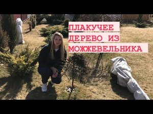 ФОРМИРУЮ ПЛАКУЧЕЕ ХВОЙНОЕ ДЕРЕВО ИЗ МОЖЖЕВЕЛЬНИКА _ СВОИМИ РУКАМИ.mp4